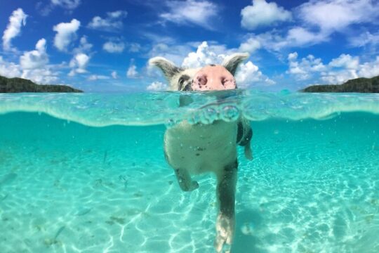 Swimming Pigs and Snorkeling Adventure on Athol Island