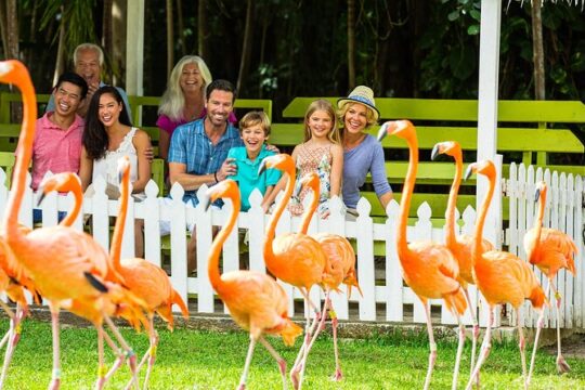 Flamingo March Tour Nassau Exotic Wildlife