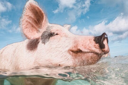 Half Day Great Exuma Swimming Pigs Tour