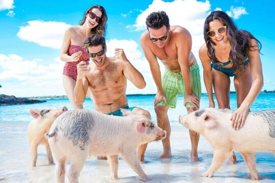 4 Island Tour Pigs & Turtles & Reef Snorkel