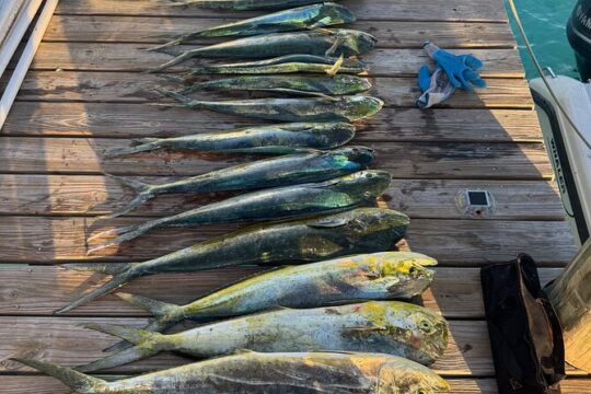 Reel in the Fun Sun Fish and Good Times Ahead